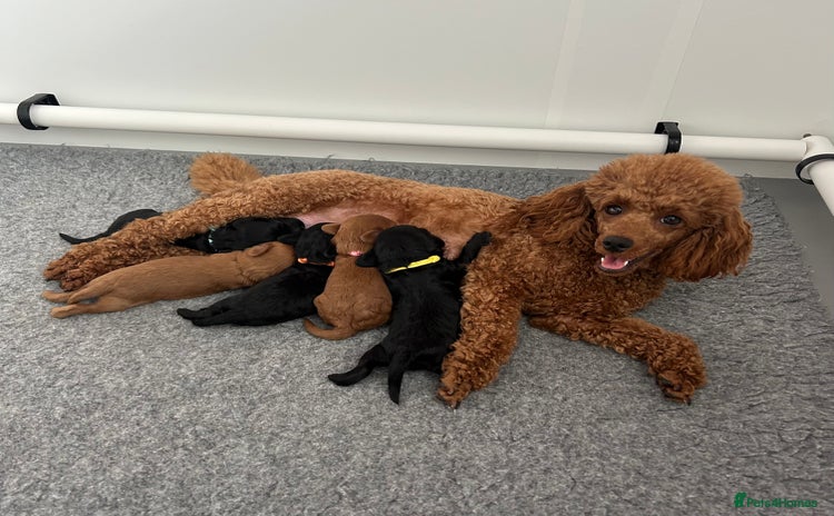 Cavapoo dogs - Advert 2