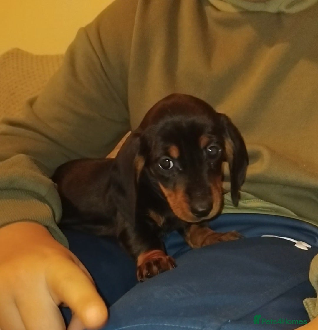 Dachshund dogs for sale: Dachshund puppies - Advert 4