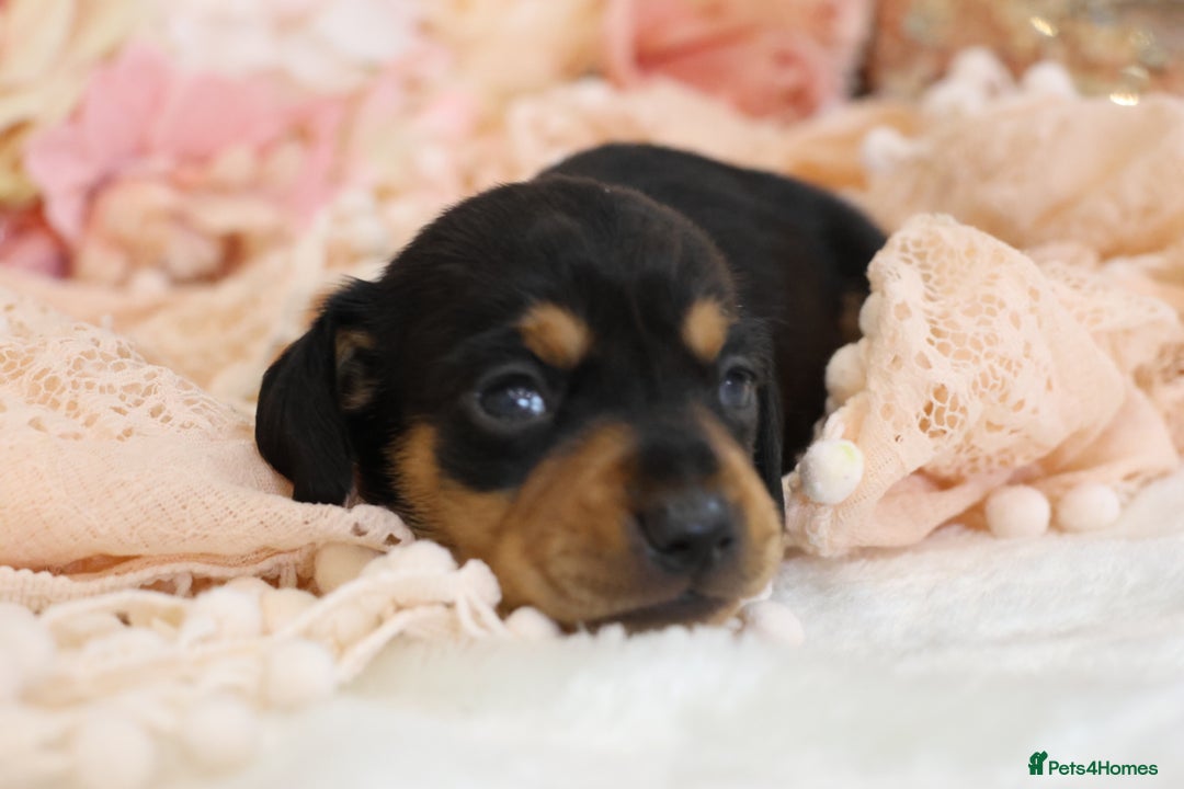 Miniature Dachshund dogs for sale: KC Miniature Dachshund Puppies - Advert 9