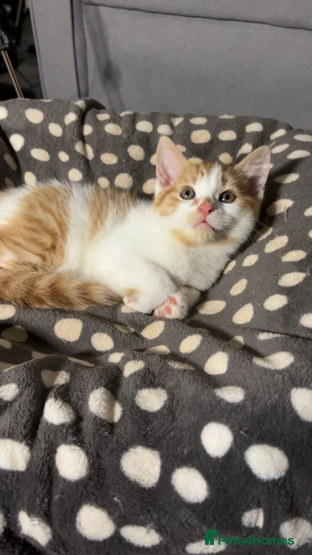American Shorthair cats for sale: X4 Ginger kittens - Ready to leave - Advert 13