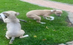 Italian Greyhound dogs for sale: Beautiful Italian greyhounds  - Image 4