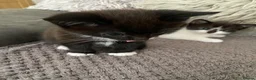 Mixed Breed cats for sale: 4adorable kittens in Woking - Advert 6