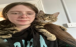 Maine Coon cats for sale: Princess looking for her forever home.  - Image 2