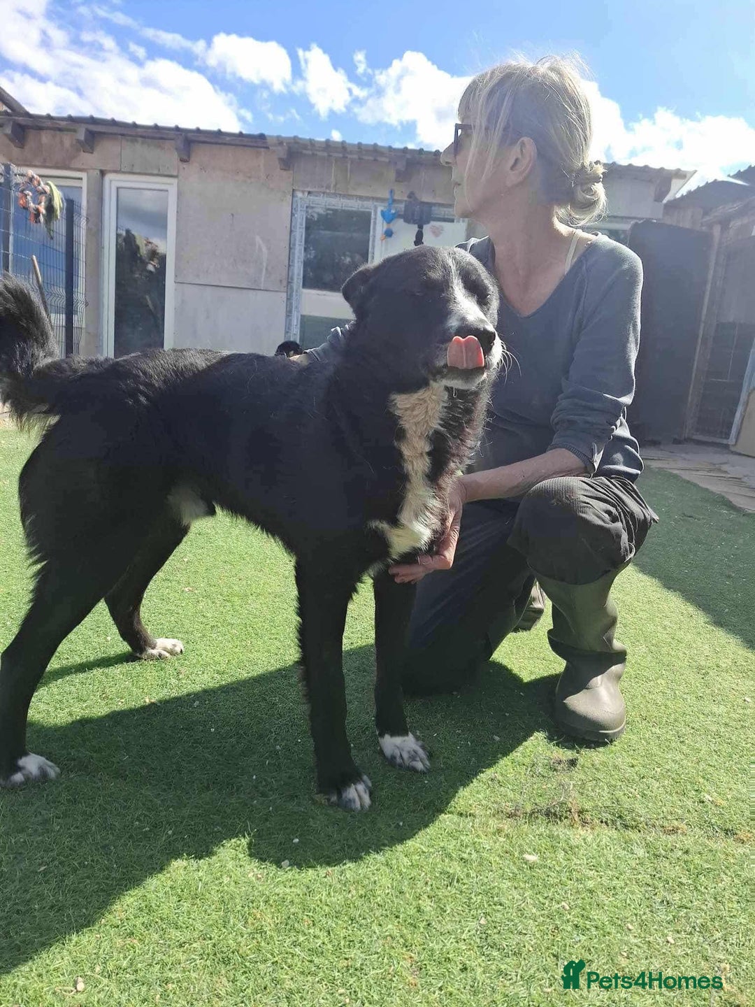 Mixed Breed dogs for adoption: BUCK  - Image 6
