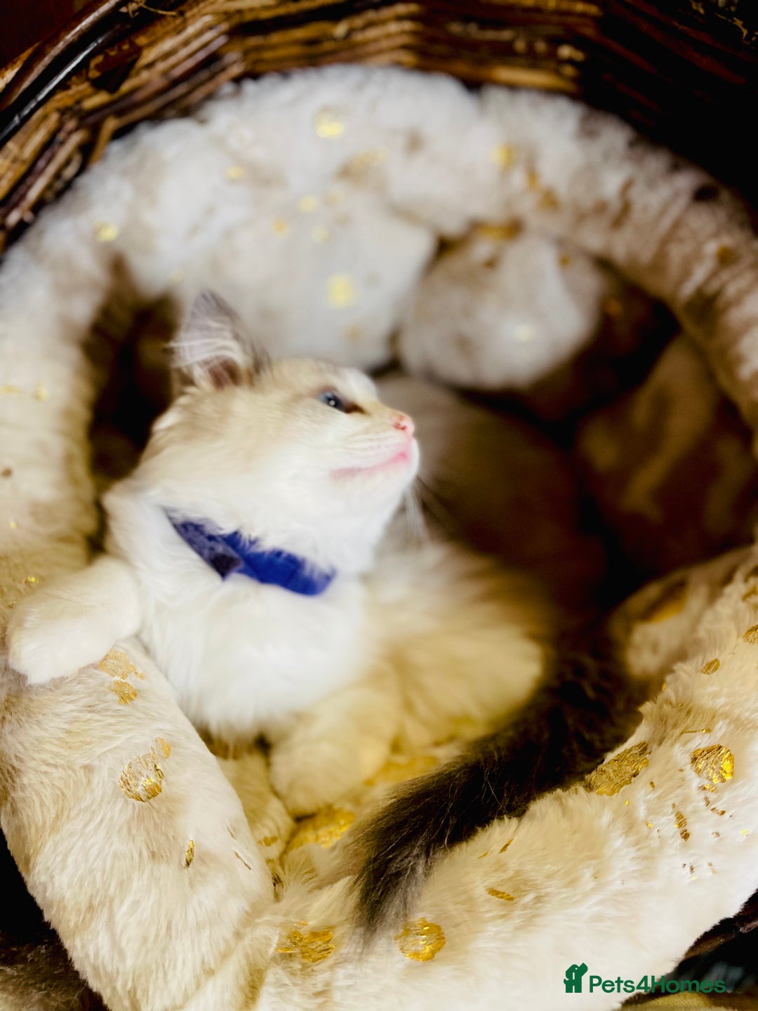 Ragdoll cats for sale: QUALITY GCCF RAGDOLLS KITTENS READY NOW  - Image 28