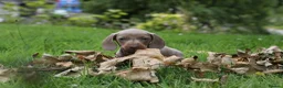 Miniature Dachshund dogs for sale: KC Registered Miniature Dachshund Puppies in Dungannon - Advert 9