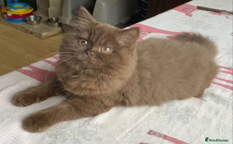 British Longhair cats - Advert 1