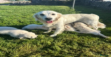 Golden Retriever dogs - Advert 13