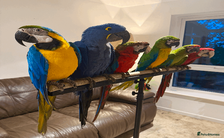 Macaws birds - Advert 7