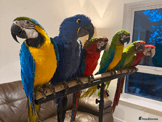 Macaws birds - Advert 19