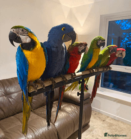 Macaws birds - Advert 3