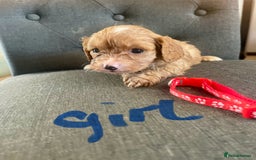 Cavapoo dogs for sale: Adorable toy Cavapoo pups apricot or fox red  - Image 20
