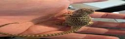 Lizard reptiles for sale: CB26 Wichita Mountain Blue Collared Lizard  - Advert 5