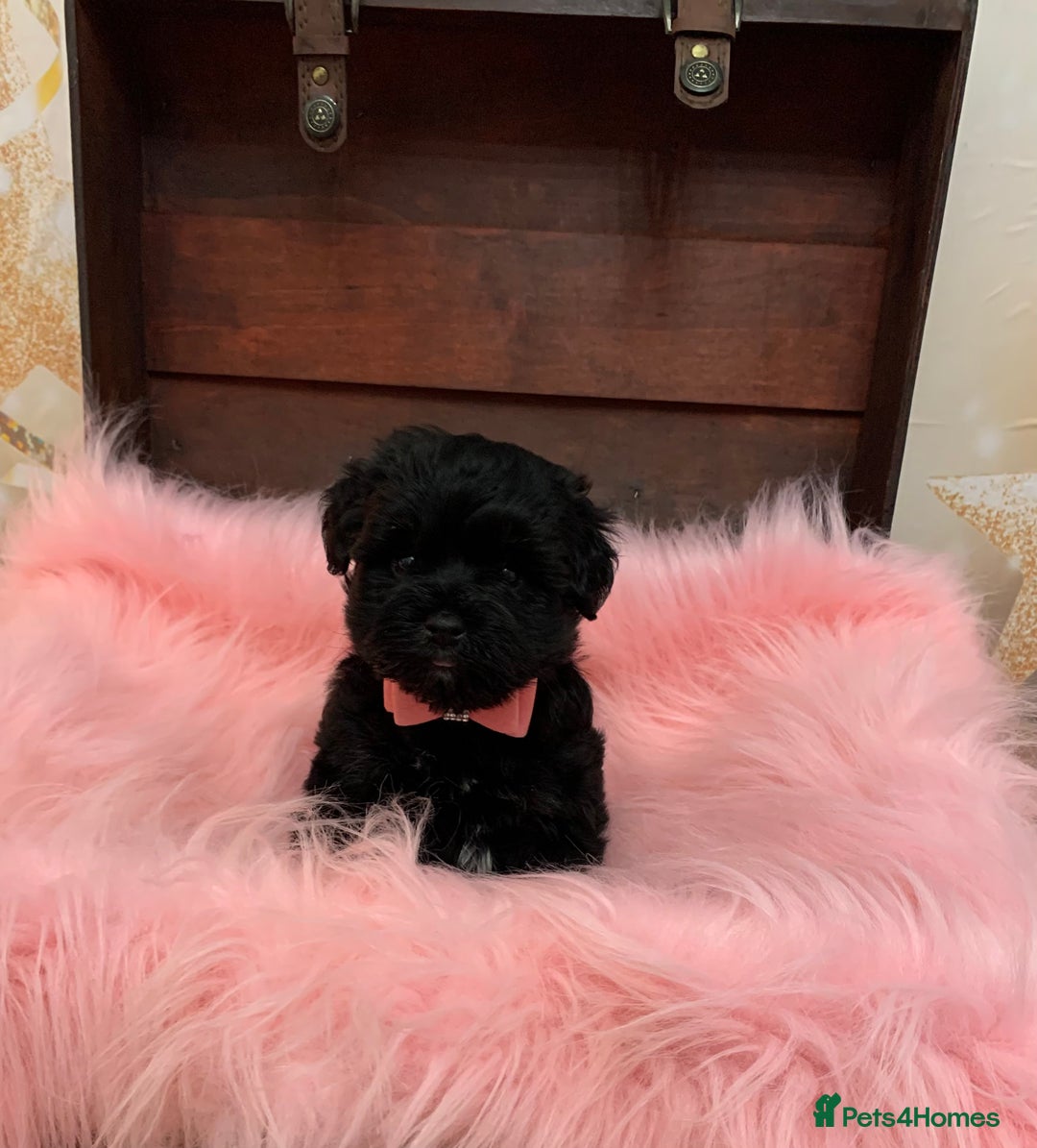 Miniature Schnauzer dogs for sale: 5* LICENSED - KC MINI (TOY) SCHNAUZER CHOCOLATE  - Advert 27