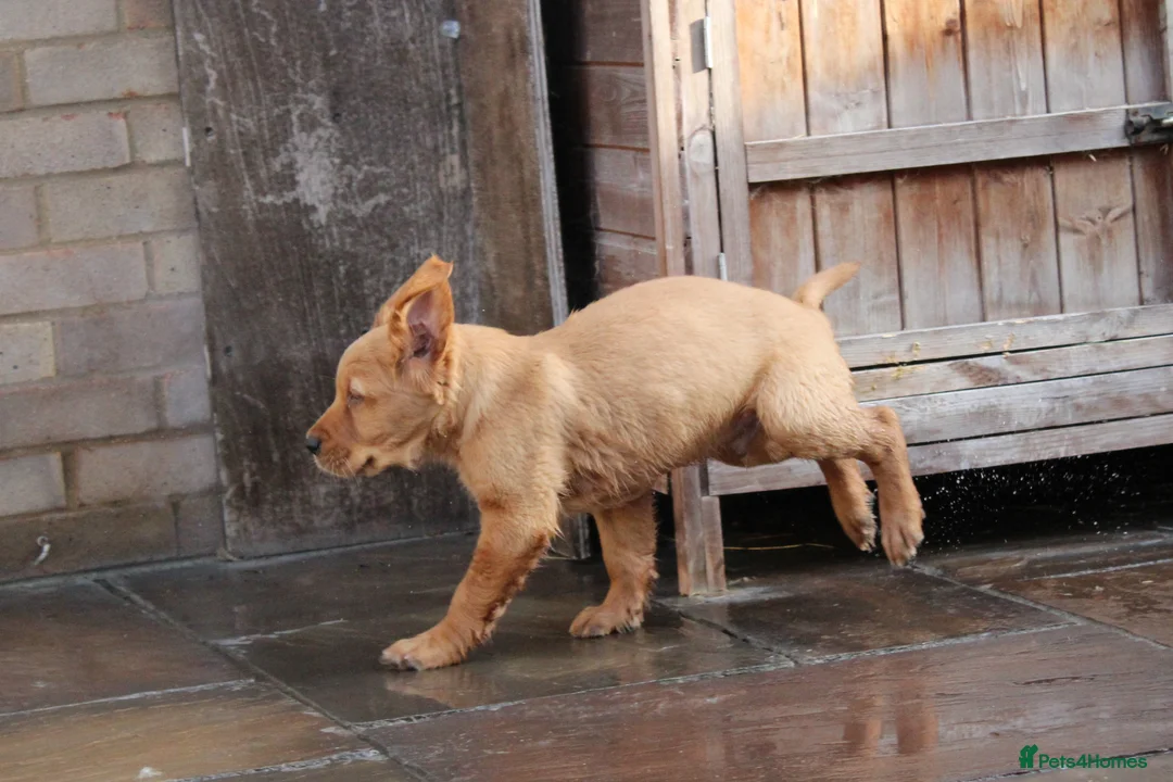 Golden Retriever dogs for stud: Buzz – Proven Golden Retriever Stud in Bury Saint Edmunds - Advert 7