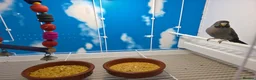 Budgerigars birds for sale: Stunning Budgies, various colors & Mutations - Advert 18