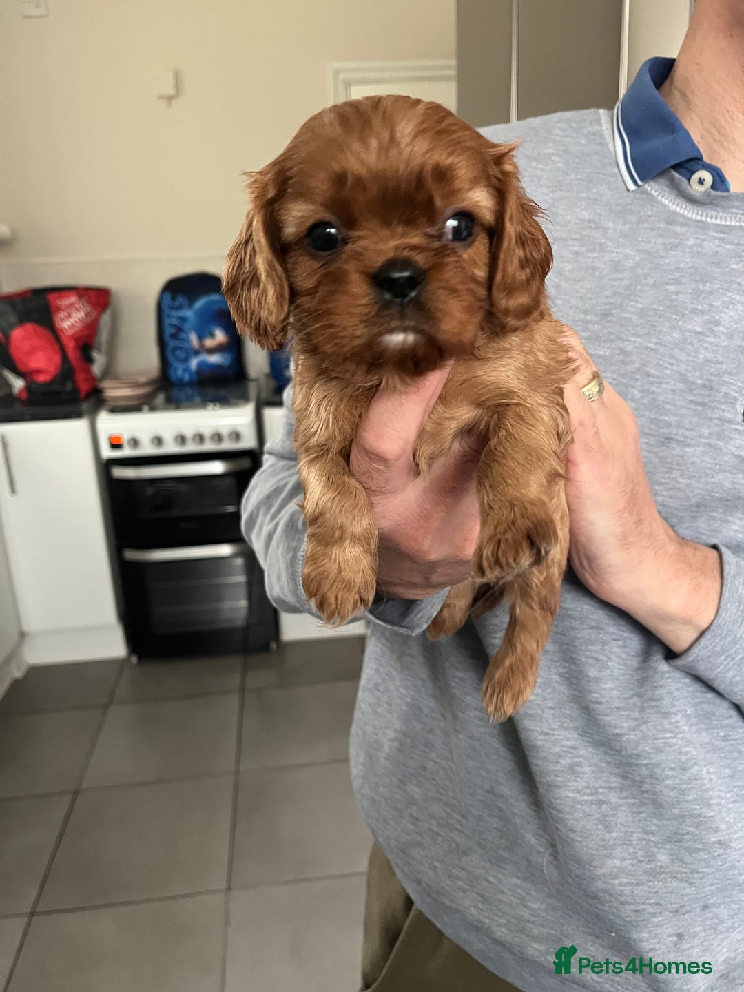 Cavalier King Charles Spaniel dogs for sale: Cavalier King Charles puppies - Advert 2