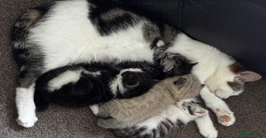 Mixed Breed cats 4 Male Kittens Available - Advert 1