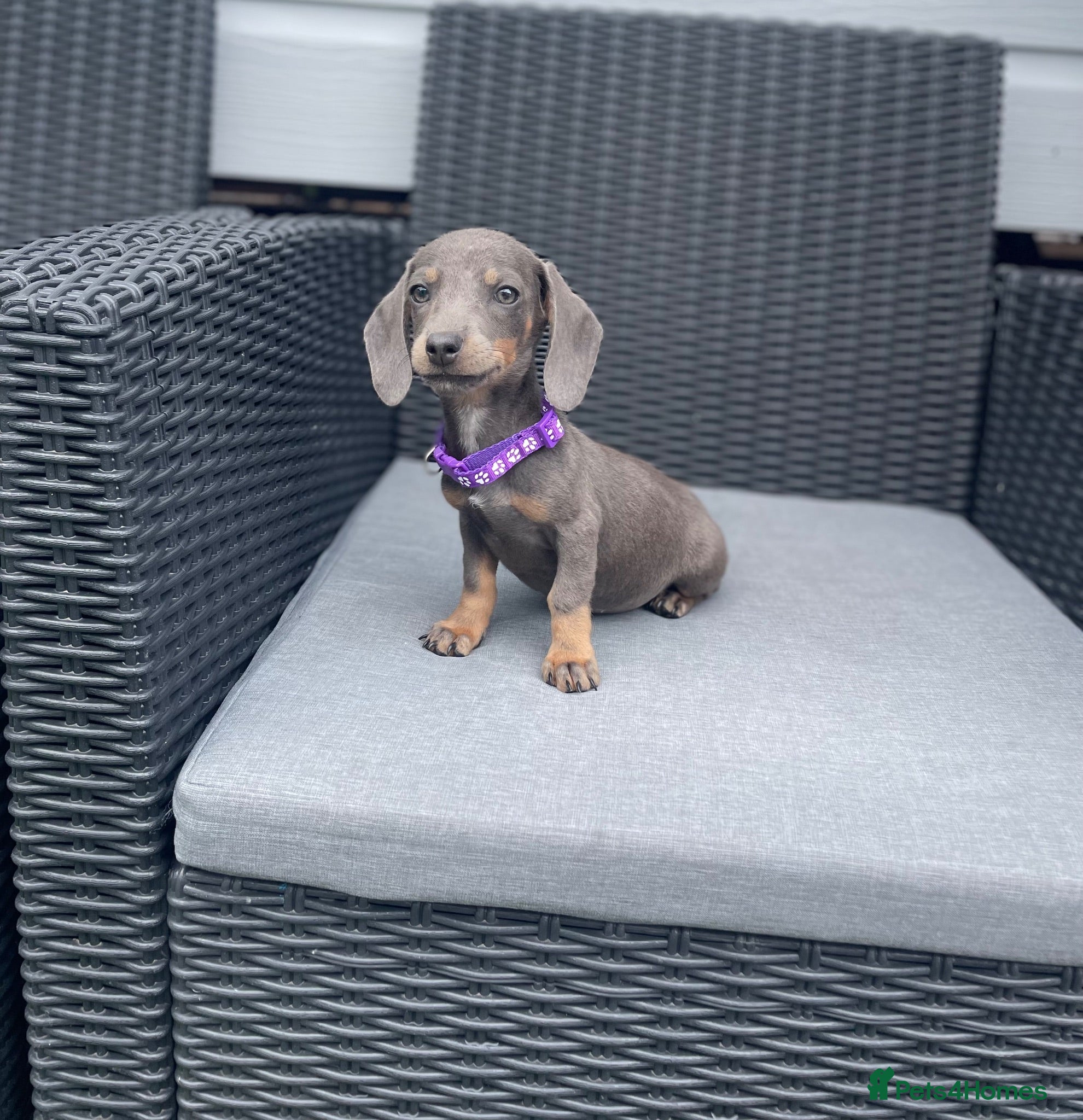 Miniature Dachshund dogs 💖1 beautiful Dachund ready now 💖 - Advert 1