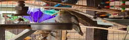 Cockatiels birds for sale: Baby cockatiel  in Stoke-on-Trent - Advert 3