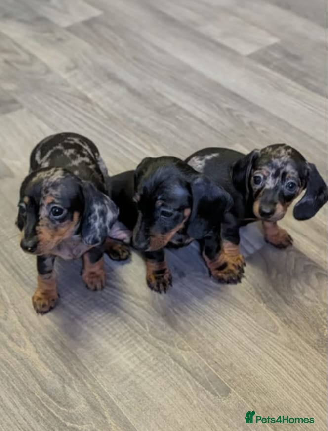Miniature Dachshund dogs Miniature Dachshund litter of 3 puppies - Advert 2