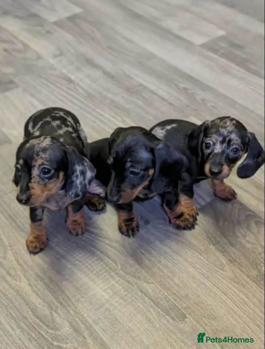Miniature Dachshund dogs for sale: Miniature Dachshund litter of 3 puppies in Bradford - Advert 1