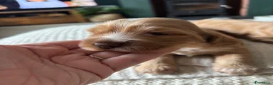 Cocker Spaniel 2
