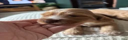 Cocker Spaniel dogs for sale: Stunning KC REG show cocker spaniel puppy’s  - Advert 2