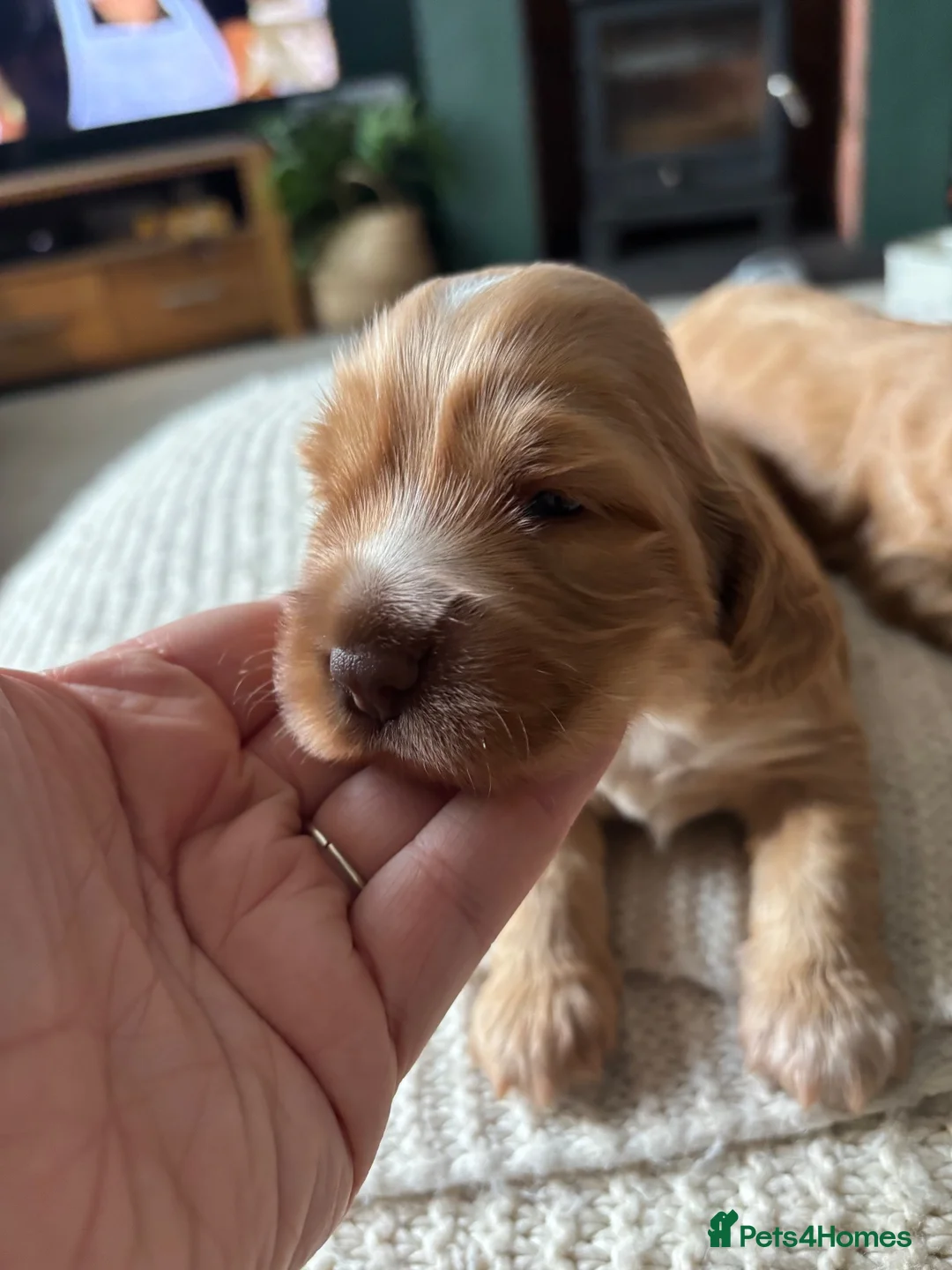 Cocker Spaniel dogs for sale: Stunning KC REG show cocker spaniel puppy’s  - Advert 2