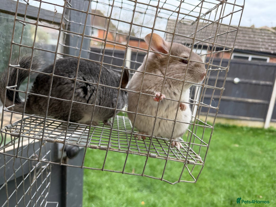 Chinchilla rodents for sale: Males and female chinchillas.  - Advert 23