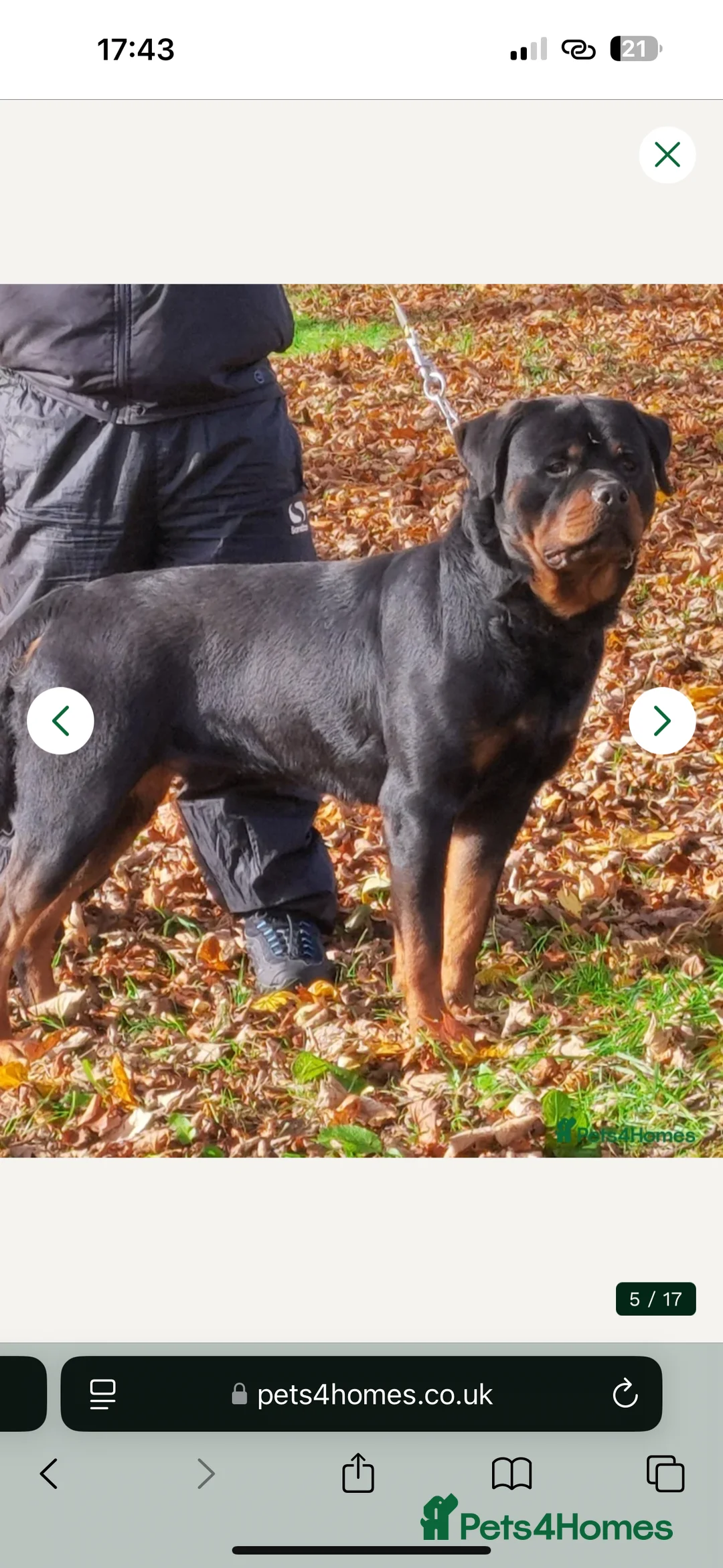 Rottweiler dogs for sale: Rottweiler puppy  in Pontefract - Advert 2