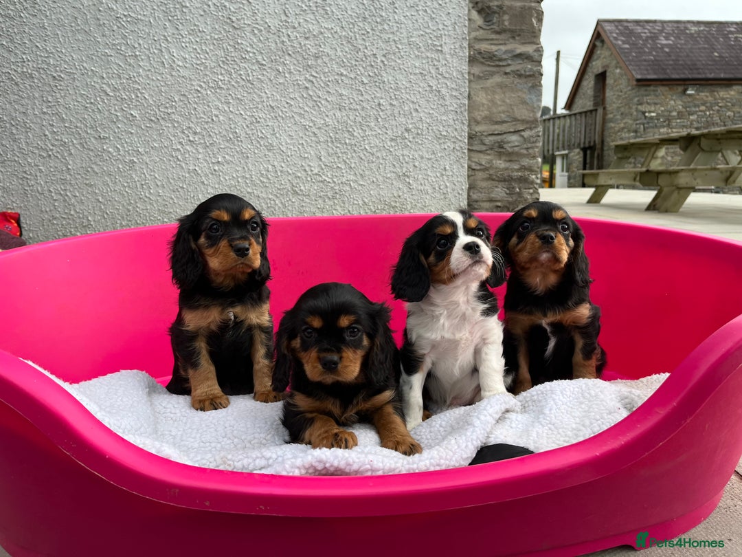 Cavalier King Charles Spaniel dogs for sale: ⭐️ fully Health tested KC reg cavalier puppies  - Image 10