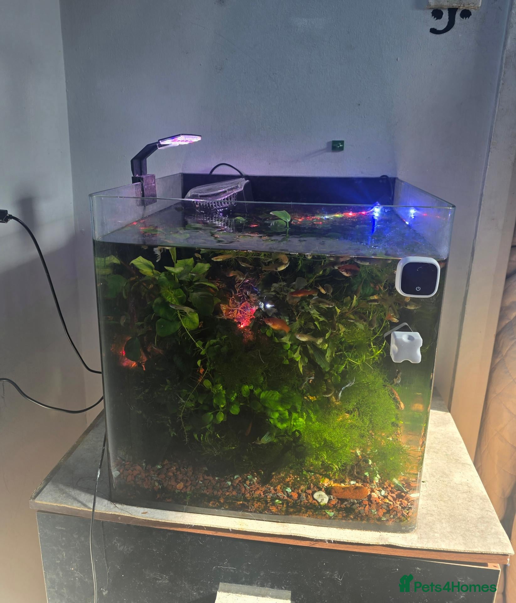 Other/Mixed Breed fish 80L Aquarium, Fish, Plants & Equipment - Advert 6
