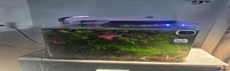 Other/Mixed Breed fish for sale: 80L Aquarium, Fish, Plants & Equipment in London - Advert 1