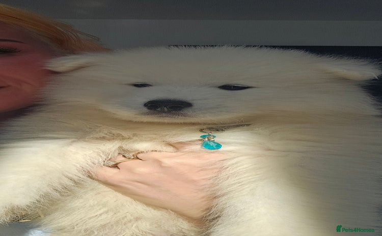 Samoyed dogs - Advert 3