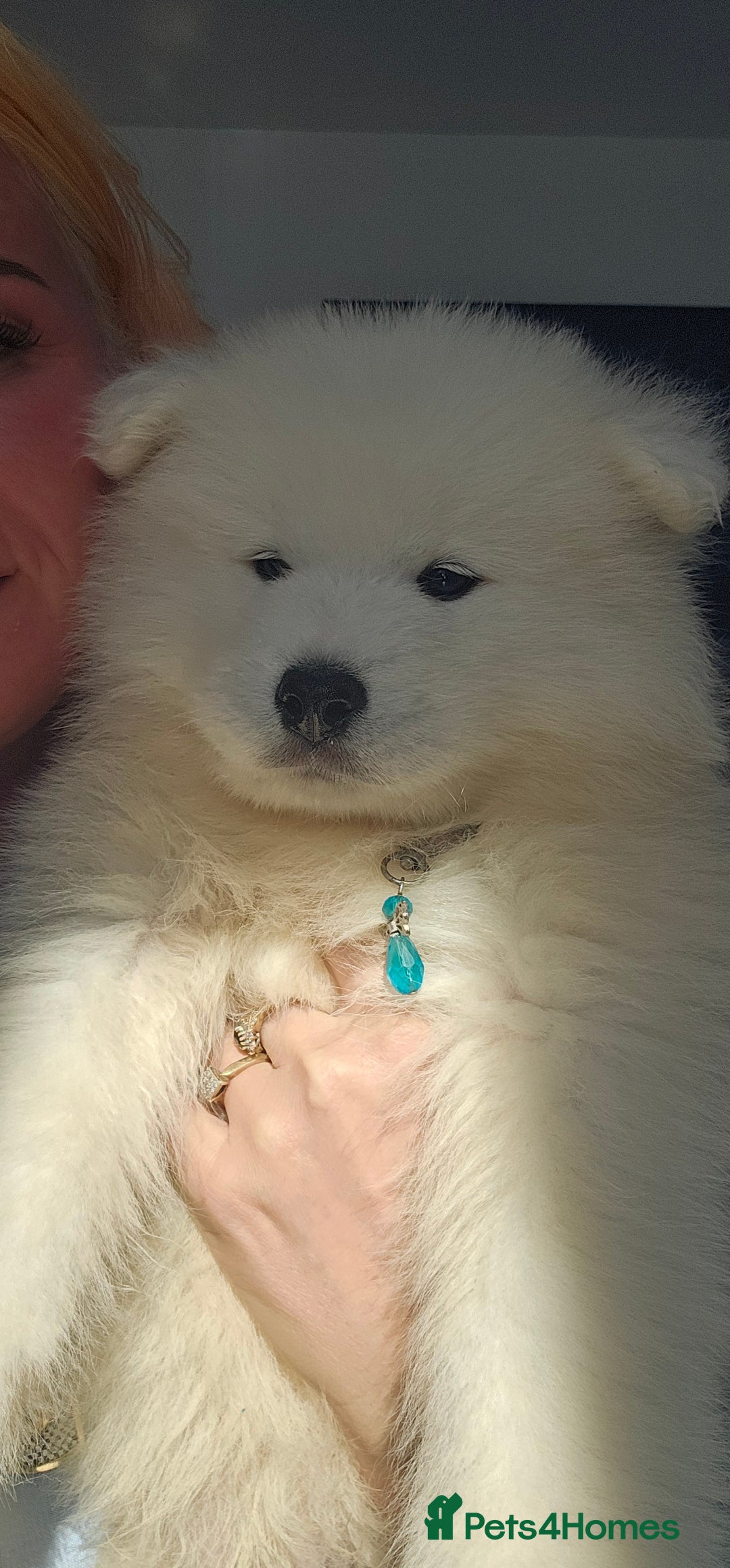 Samoyed dogs for sale: Last Boy samoyed  - Image 1