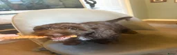 Mixed Breed dogs for sale: cockerpoo  - Advert 5