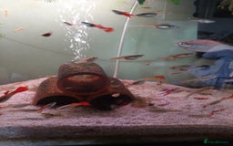 Live Bearers fish for sale: Young assorted guppies for sale - Image 7