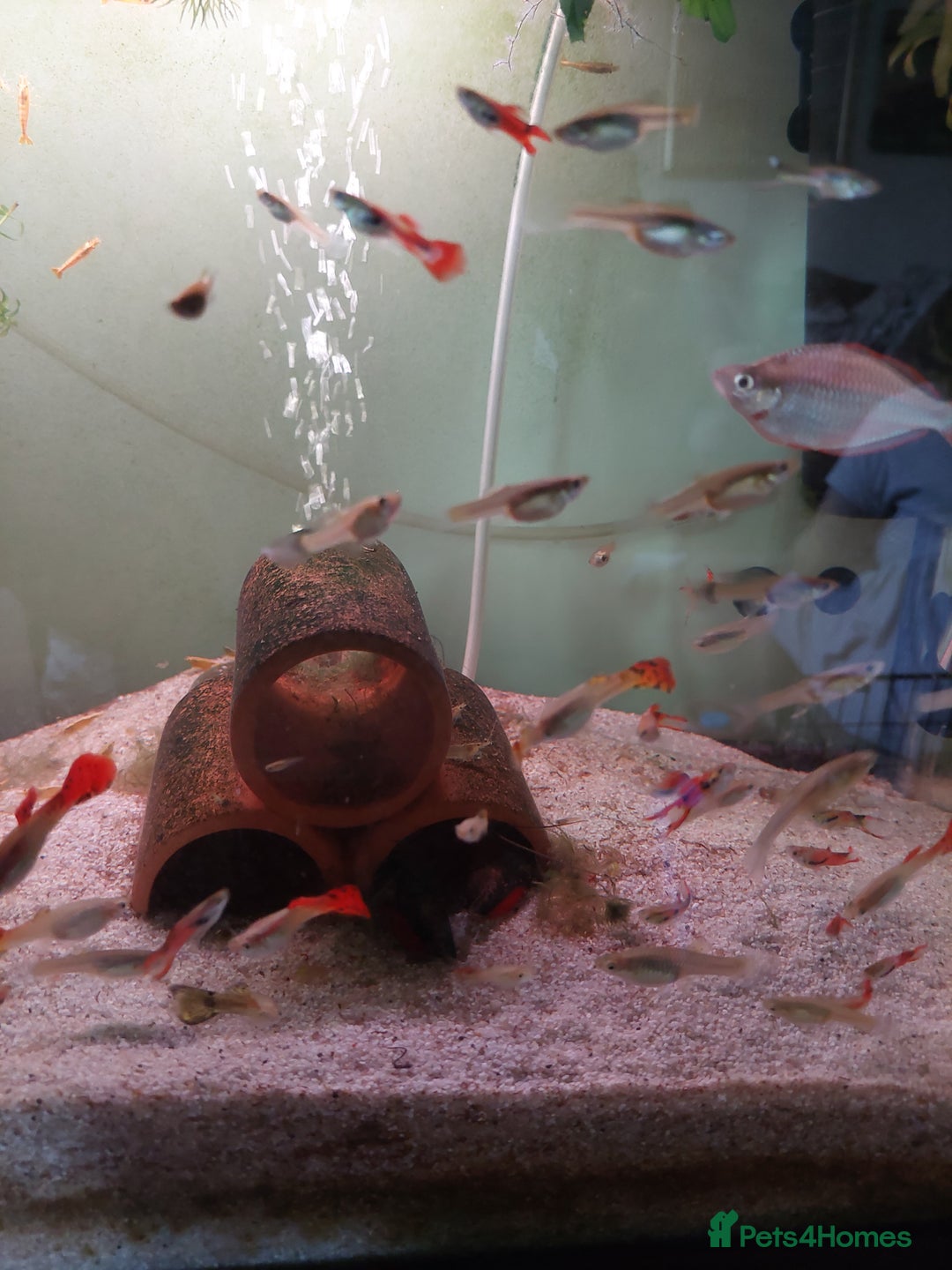 Live Bearers fish for sale: Young assorted guppies for sale - Image 7
