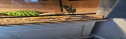 Leopard Gecko reptiles for sale: Leopard gecko - Advert 4