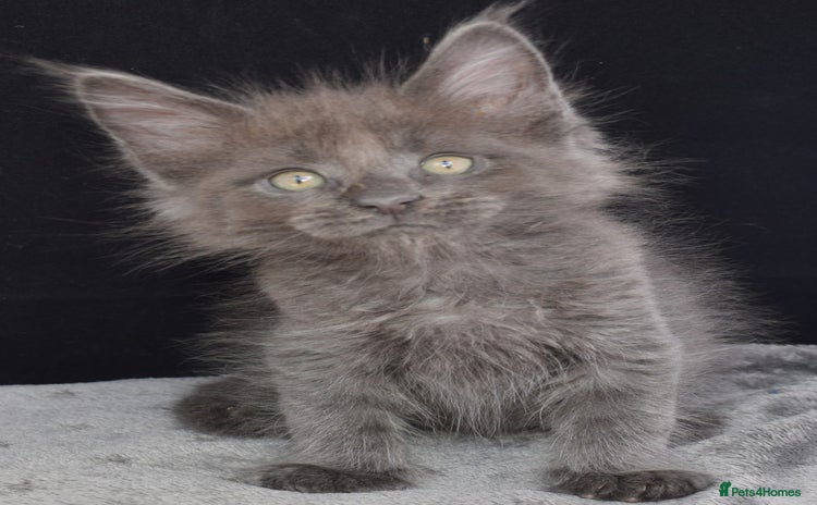 Maine Coon cats - Advert 10