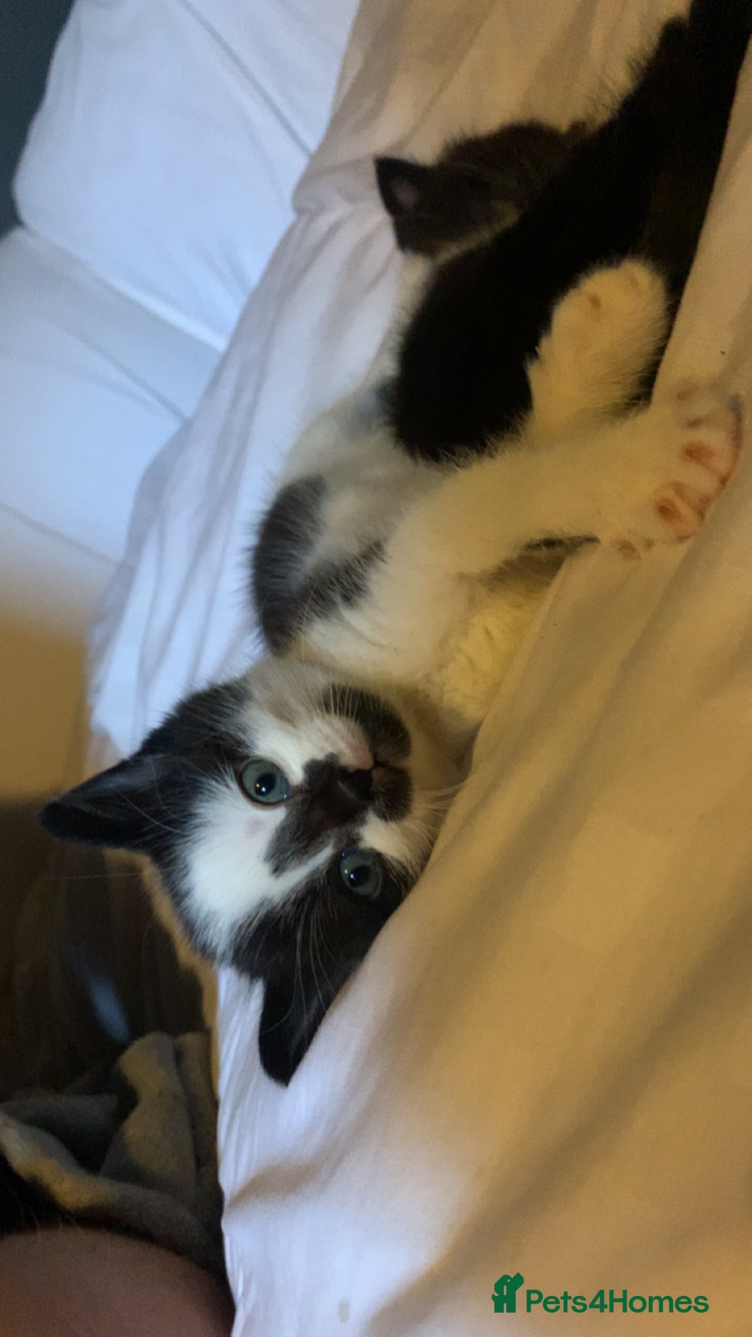 Mixed Breed cats for sale: Male kitten for sale  - Advert 3