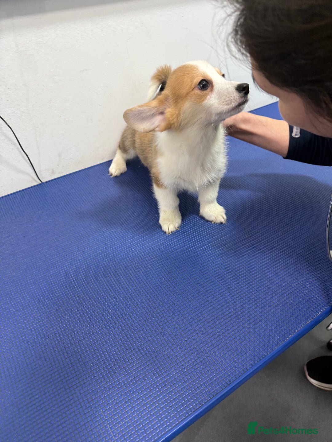 Welsh Corgi Pembroke dogs for sale: Kc reg Pembroke 1 boy left beautiful markings 💙 - Advert 4
