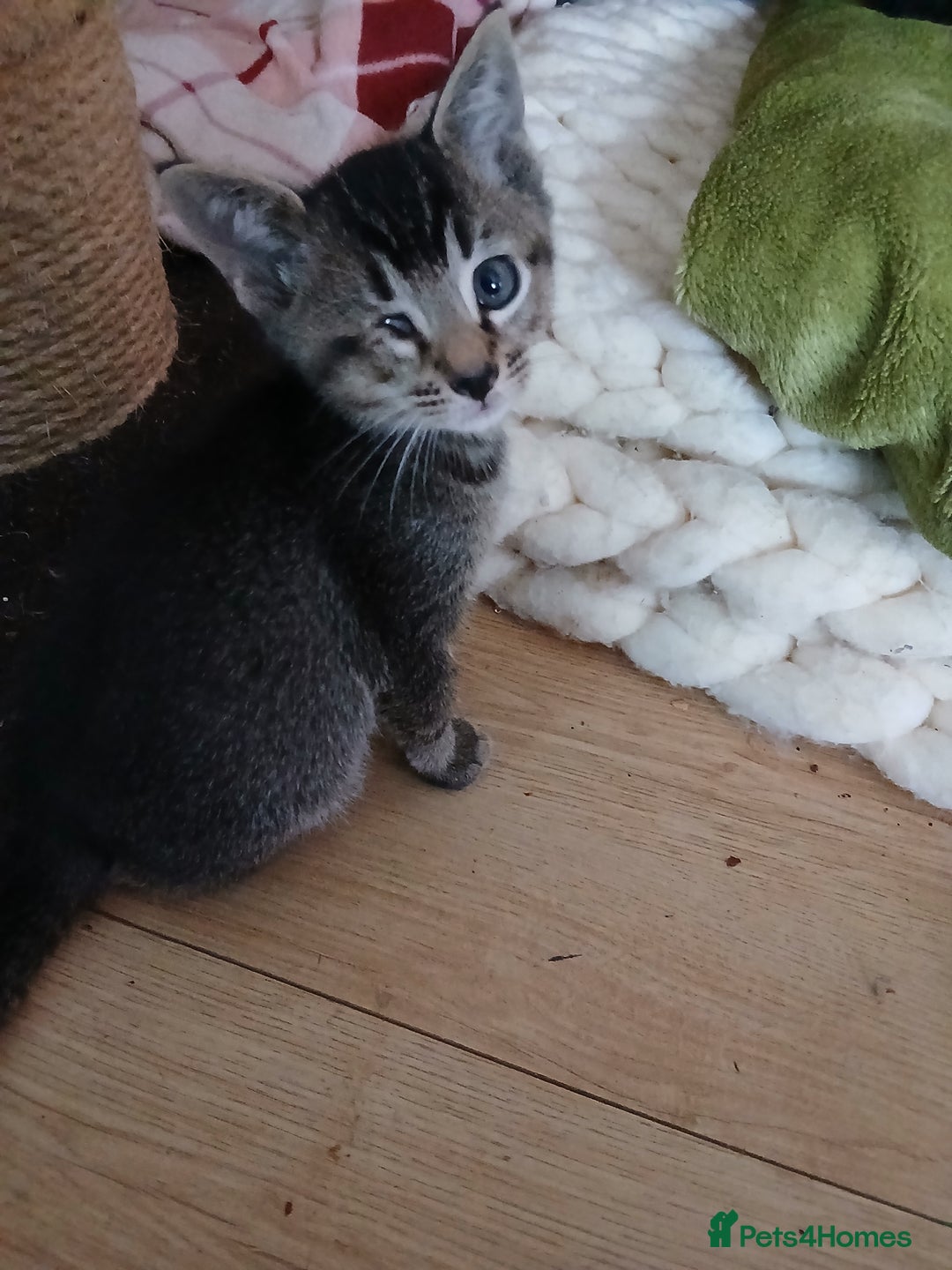 Oriental cats for sale: 2girls 1 boy - Advert 8