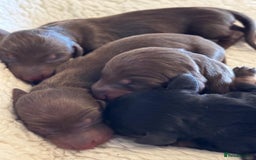 Miniature Dachshund dogs for sale: KC Reg, Health tested, miniature Dachsund Puppies - Image 5