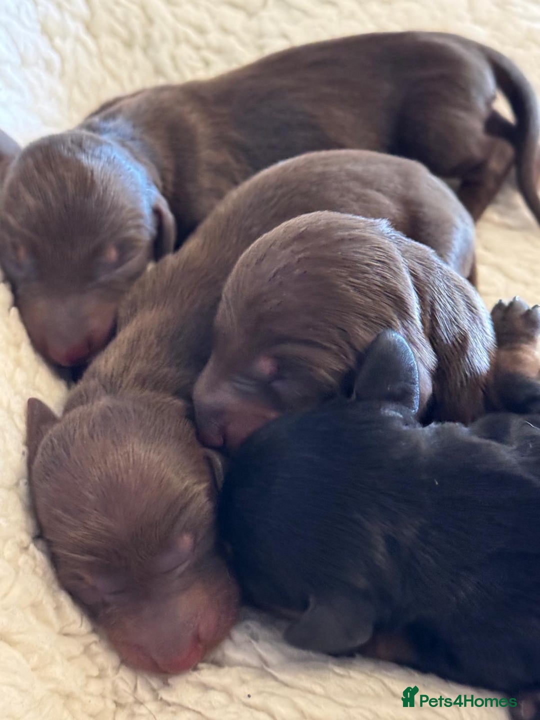 Miniature Dachshund dogs for sale: KC Reg, Health tested, miniature Dachsund Puppies - Image 5