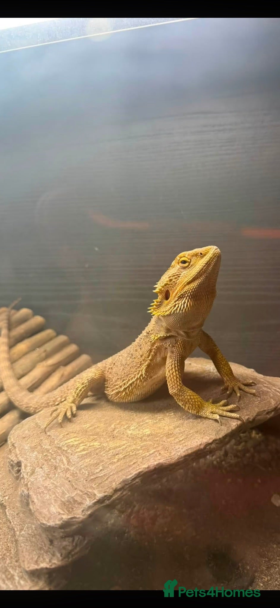 Bearded Dragon reptiles Leoni & Lenard the bearded dragons  - Advert 2
