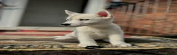 Siberian Husky dogs for sale: Beautiful puppies  - Advert 27