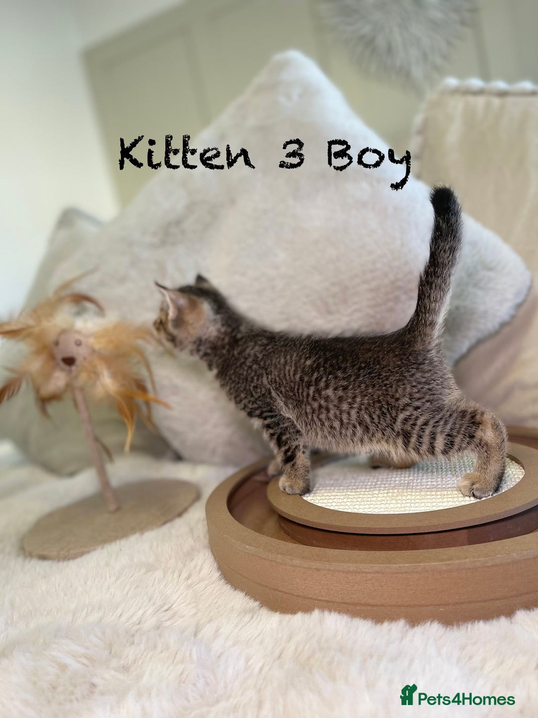 Mixed Breed cats for sale: Stunning kittens ready now  - Advert 11