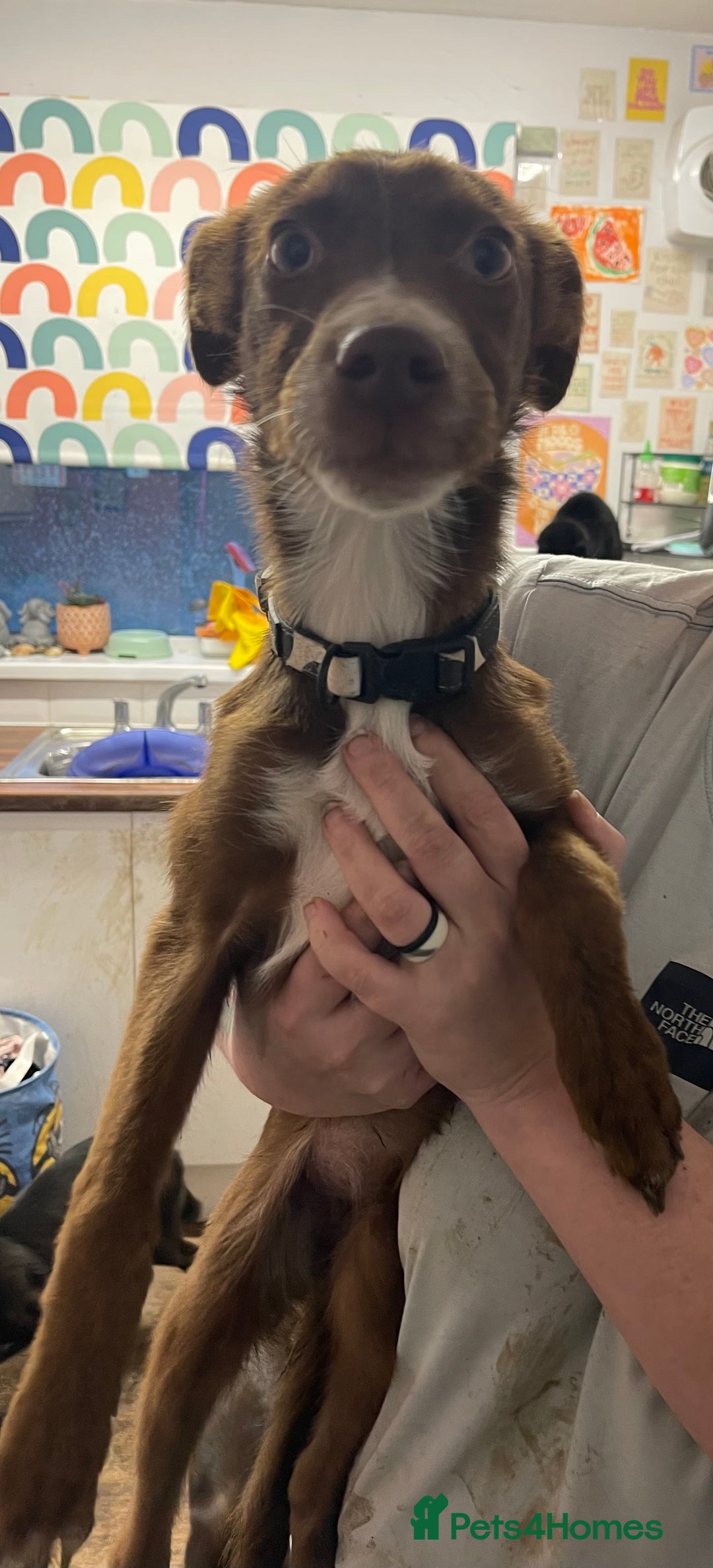 Mixed Breed dogs for sale: Collie cross pups  - Advert 12